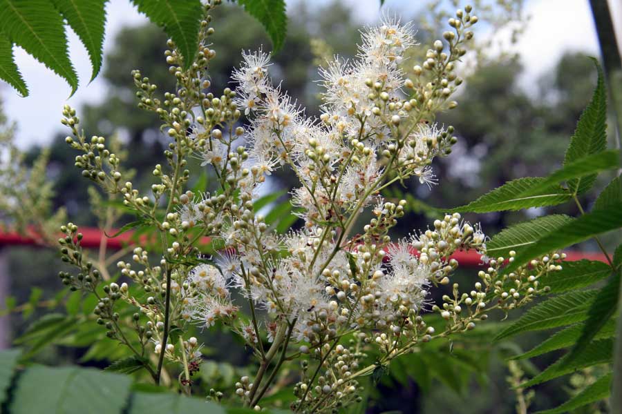 Image of Sorbaria sorbifolia specimen.