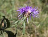 Centaurea jacea subspecies vinyalsii. Верхушка побега с соцветием. Испания, Каталония, пров. Жирона, комарка Рипольес, муниципалитет Мольо, окр. перевала Коль-де-Арес (1513 м н.у.м), склон северной экспозиции, смешанный лес. 15.09.2024.