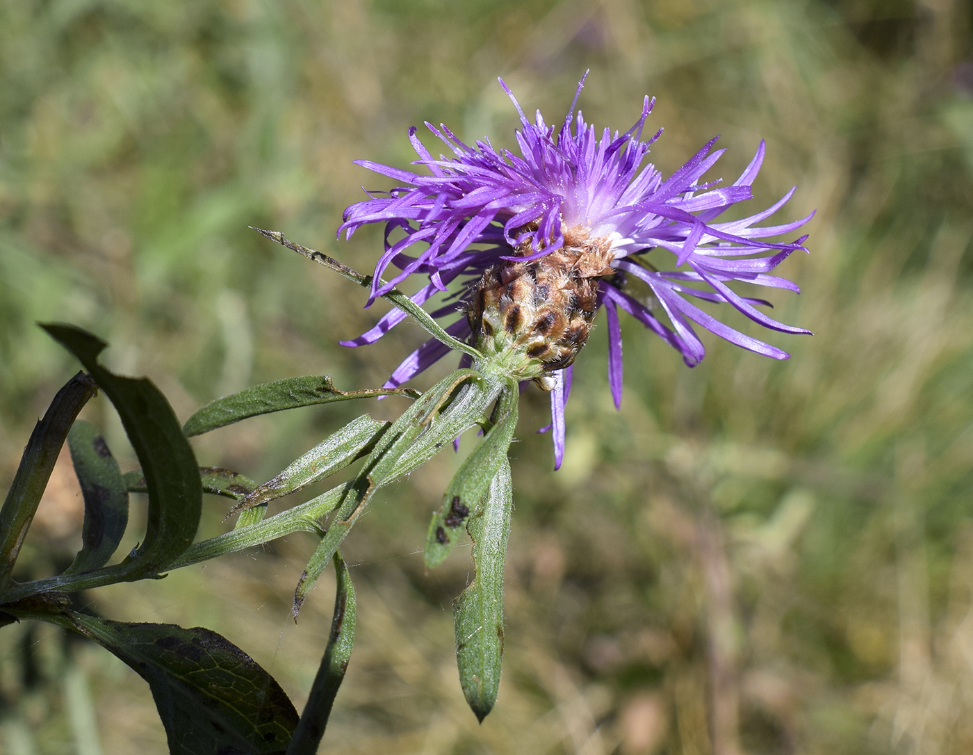Изображение особи Centaurea jacea ssp. vinyalsii.