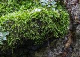 Hypnum cupressiforme