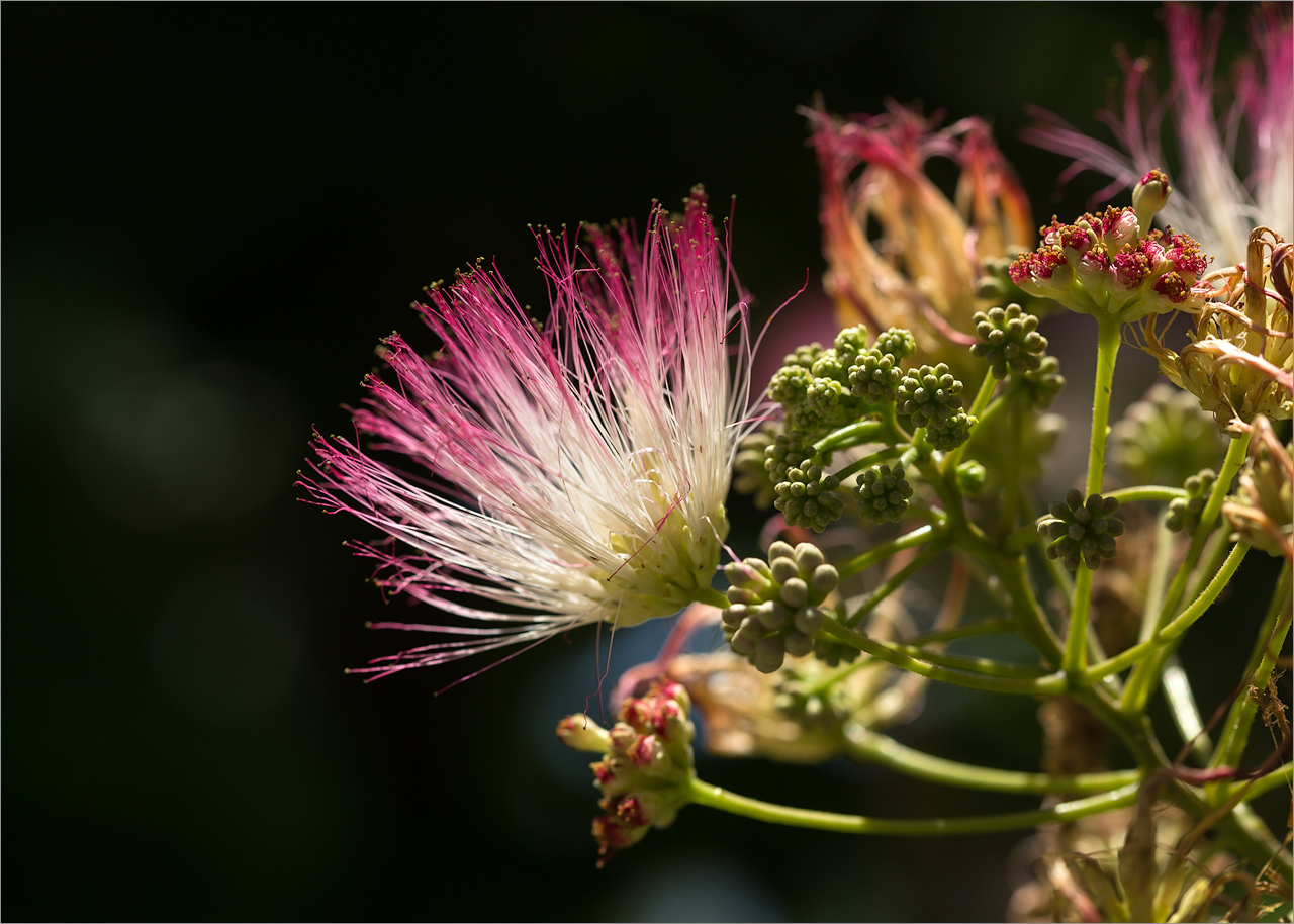 Изображение особи Albizia julibrissin.