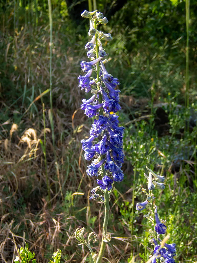 Изображение особи Delphinium fissum.
