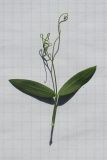 Image of taxon representative. Author is Дмитрий Орешкин