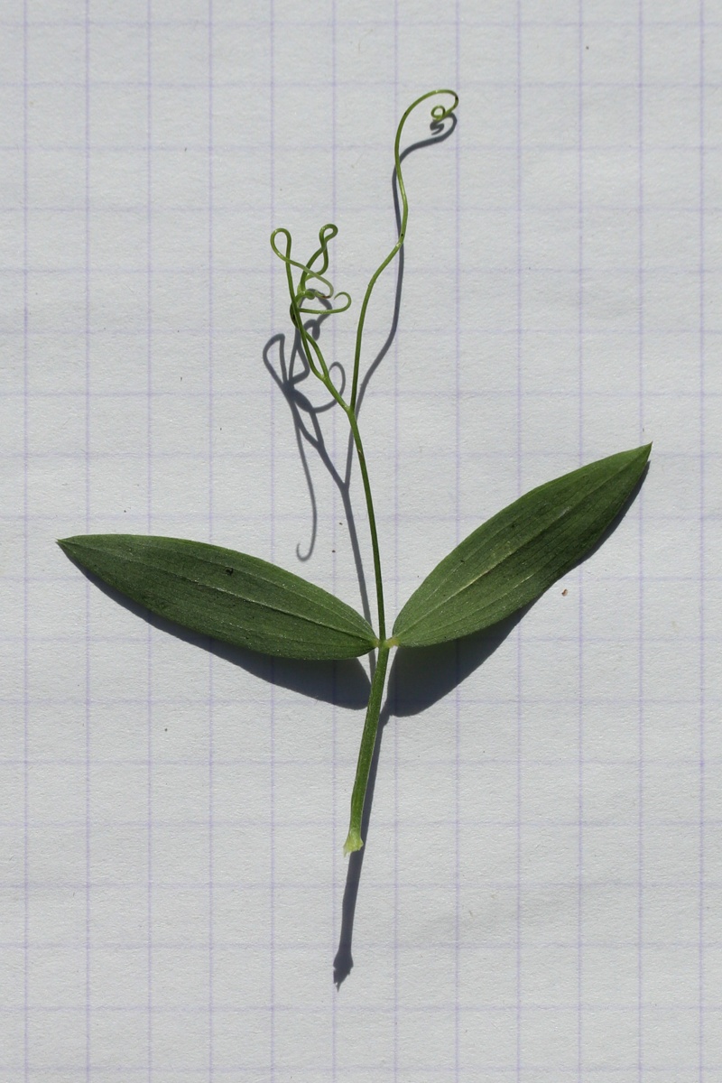 Image of Lathyrus pratensis specimen.