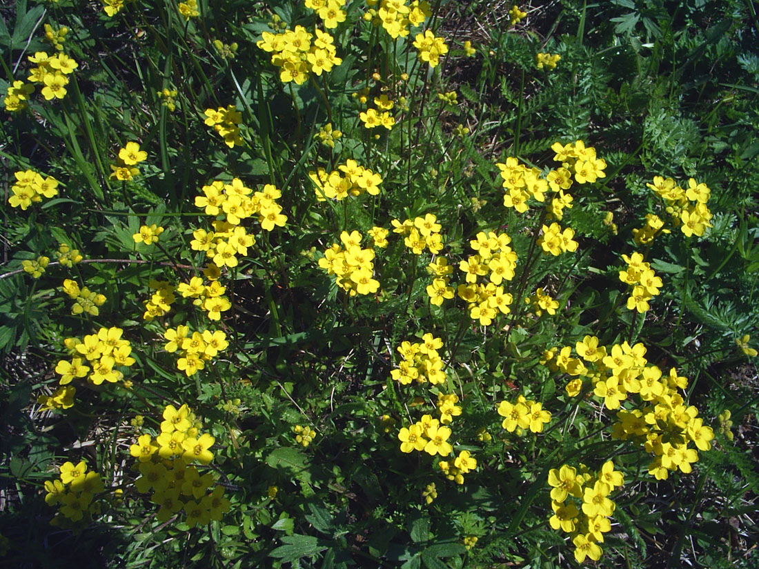 Image of Draba sibirica specimen.