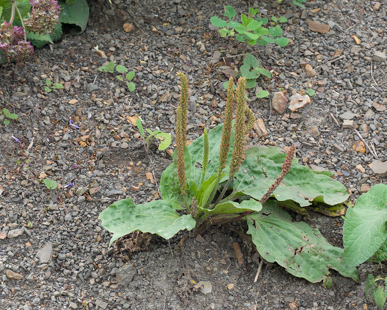 Image of Plantago major specimen.
