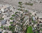 Euphorbia nutans