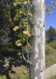 Platanus &times; acerifolia