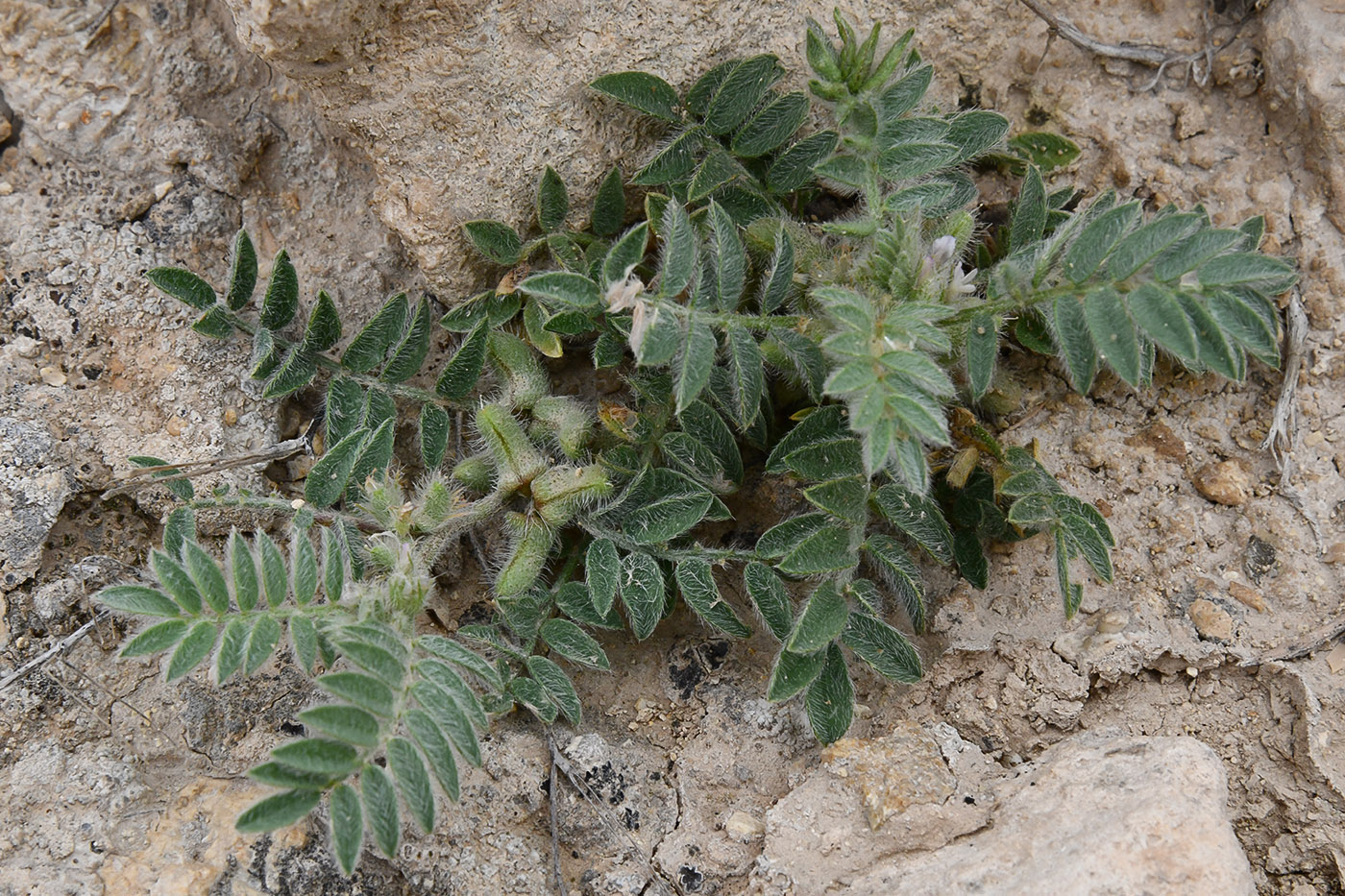 Image of genus Astragalus specimen.