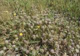 Trifolium cherleri. Отцветающие растения. Испания, Каталония, пров. Жирона, комарка Баш Эмпорда, муниципалитет Паламос, берег р. Ауби, опушка прируслового леса, примыкающая к залежи. 18.05.2025.