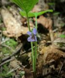 Viola mirabilis. Цветок. Кунгурский р-н, окр. с. Плехановское, окр. оз. Осиновое, хвойный лес, каменистый овраг. 25.05.2025.