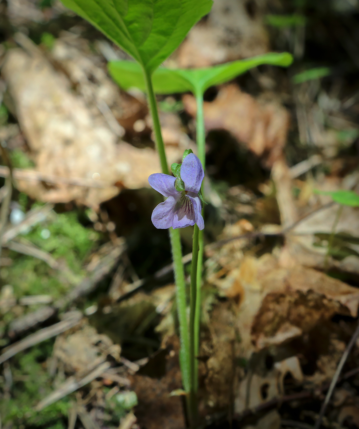 Image of Viola mirabilis specimen.
