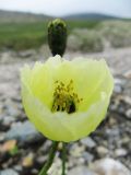 Papaver lapponicum подвид jugoricum. Цветок. Коми, Интинский р-н, нац. парк \"Югыд Ва\", Приполярный Урал, бассейн р. Пелингичей, долина руч. Южный, техногенная площадка. 17.07.2010.