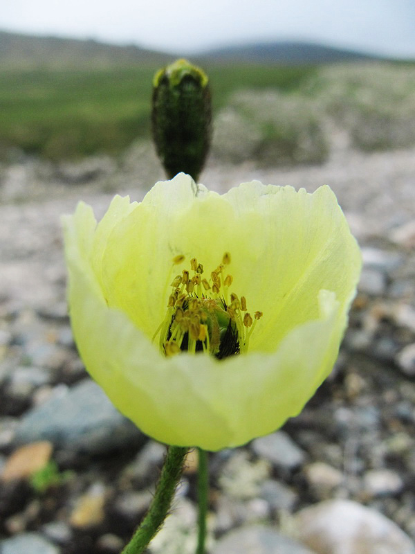 Image of Papaver lapponicum ssp. jugoricum specimen.