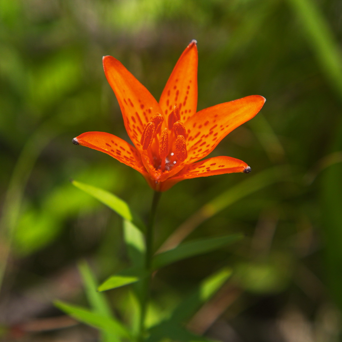 Изображение особи Lilium buschianum.