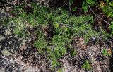 Фото род Juniperus