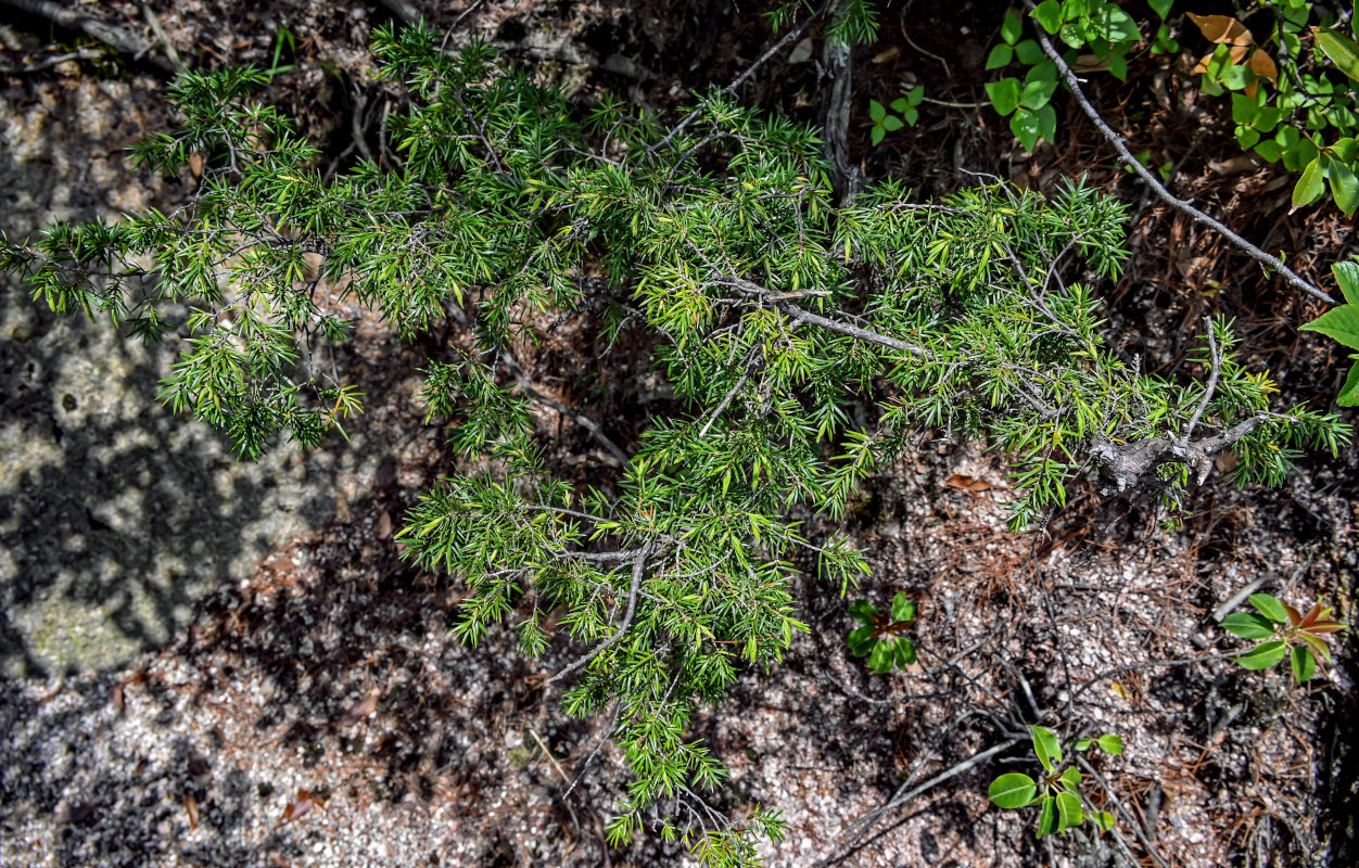Изображение особи Juniperus formosana.