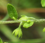 Bothriospermum tenellum