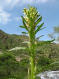 род Pedicularis