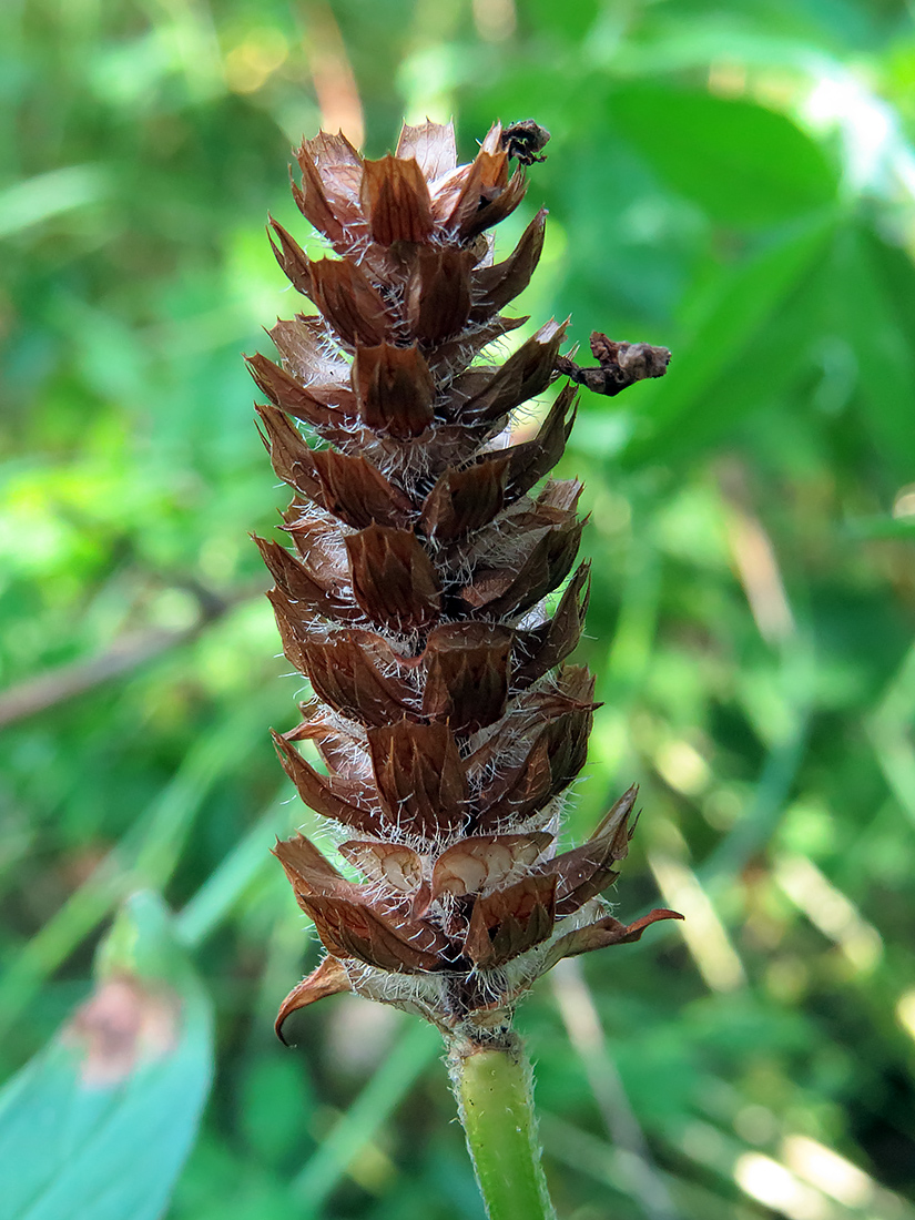 Image of Prunella vulgaris specimen.