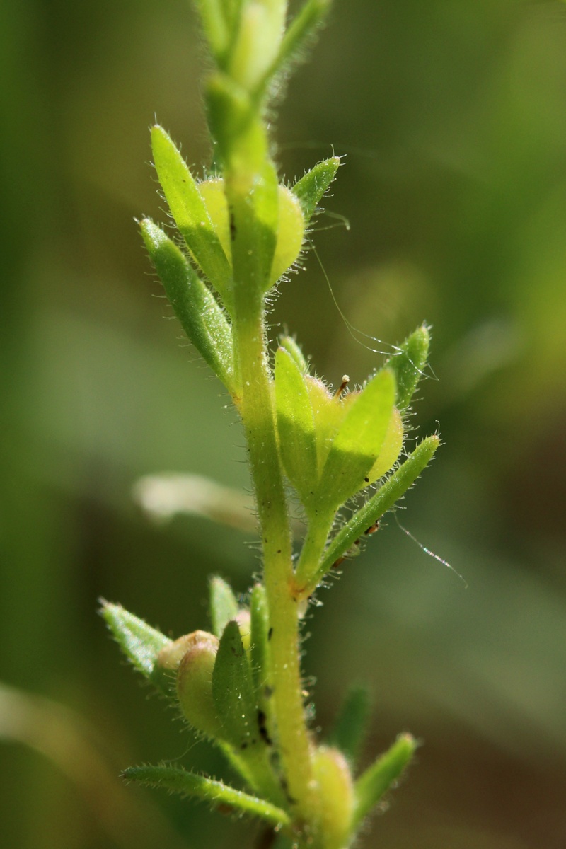 Image of Veronica arvensis specimen.