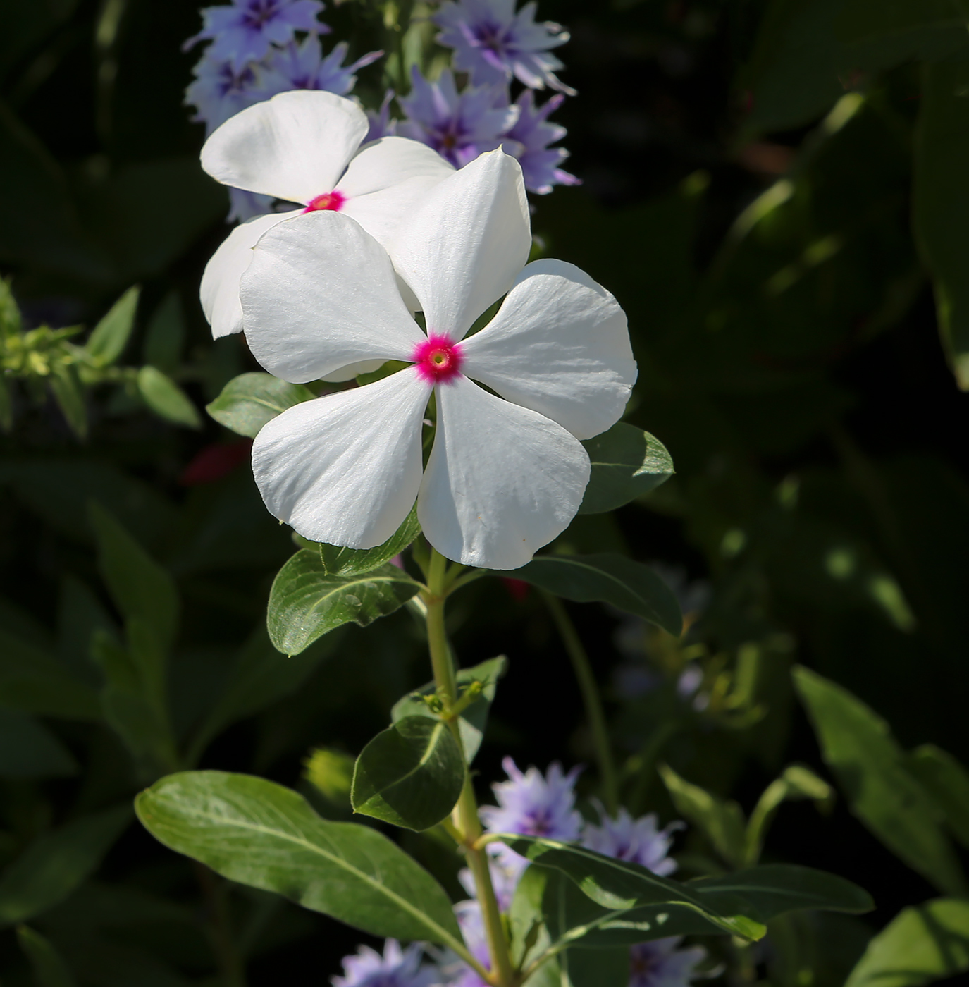 Изображение особи Catharanthus roseus.