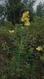 Hypericum ascyron. Цветущее растение (около 1,7 м высотой). Хабаровский край, окр. г. Комсомольск-на-Амуре, зарастающий разнотравный луг, в кольце Rosa amblyotis. 07.08.2025.