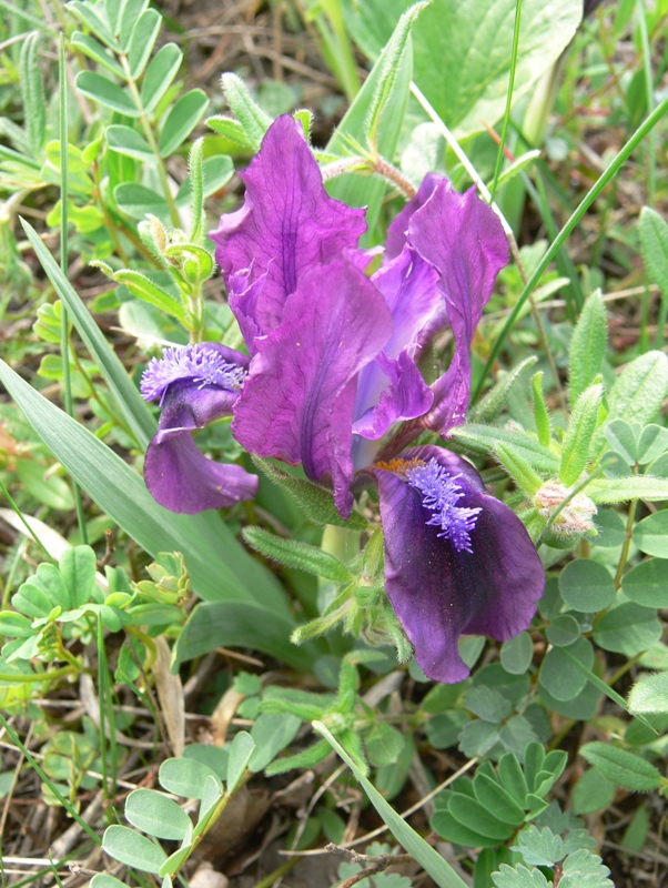 Image of Iris pumila specimen.