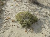 Arthrophytum longibracteatum