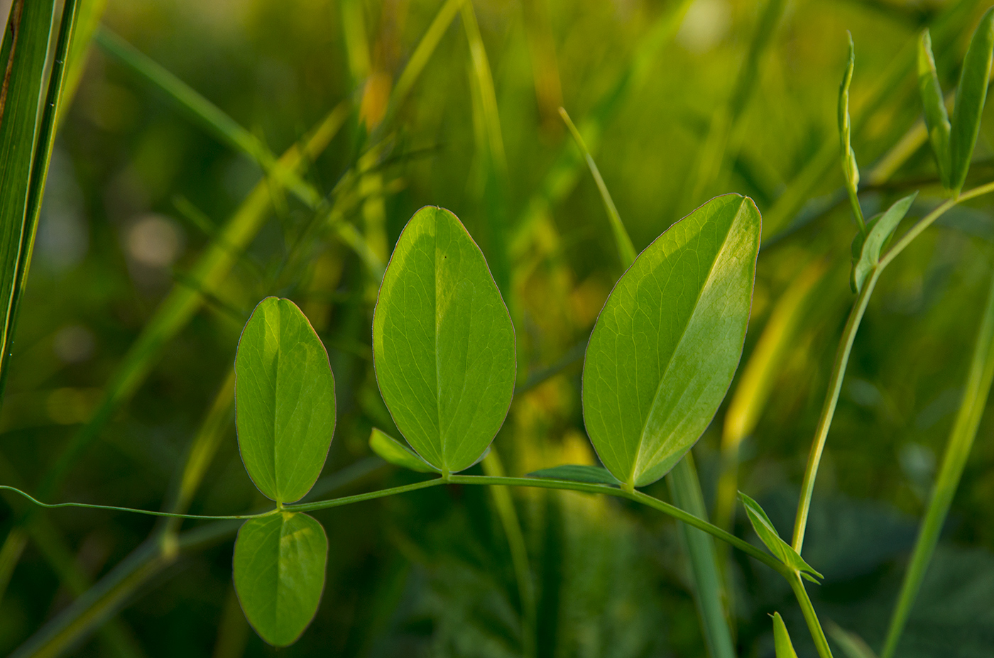 Изображение особи семейство Fabaceae.