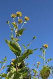 Inula helenium