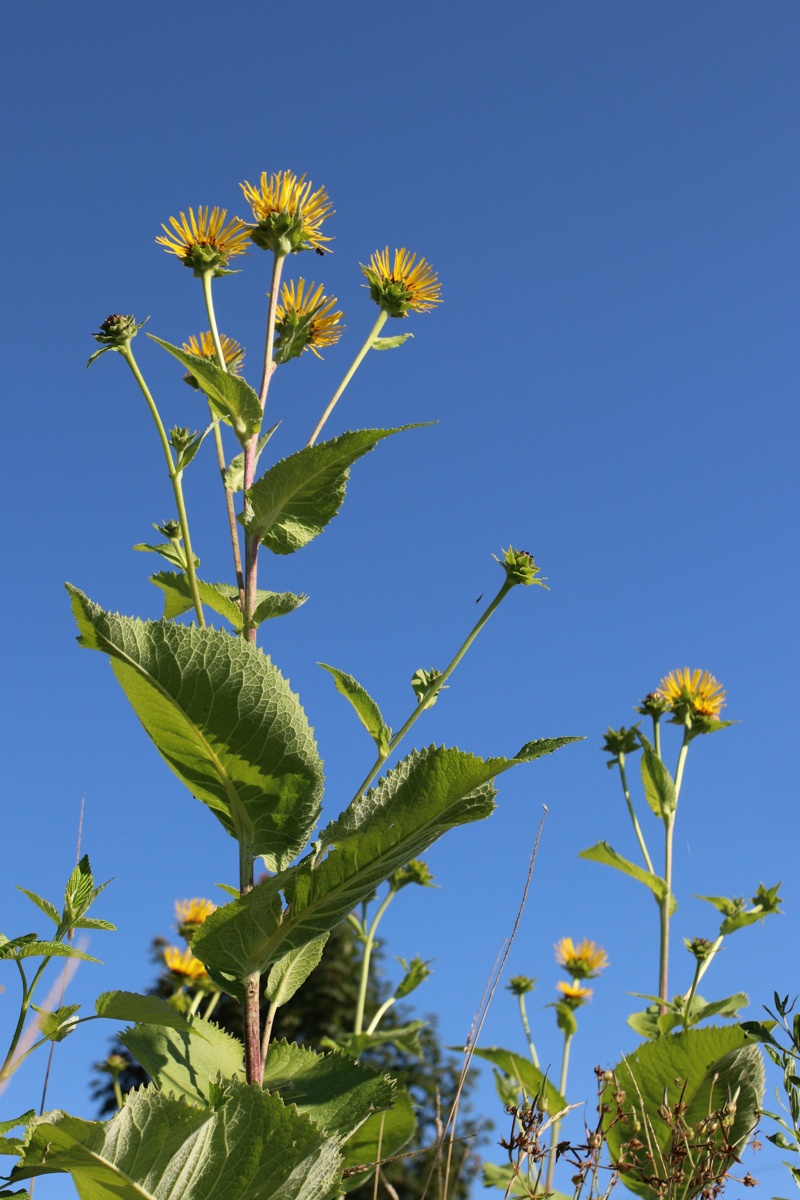 Image of Inula helenium specimen.