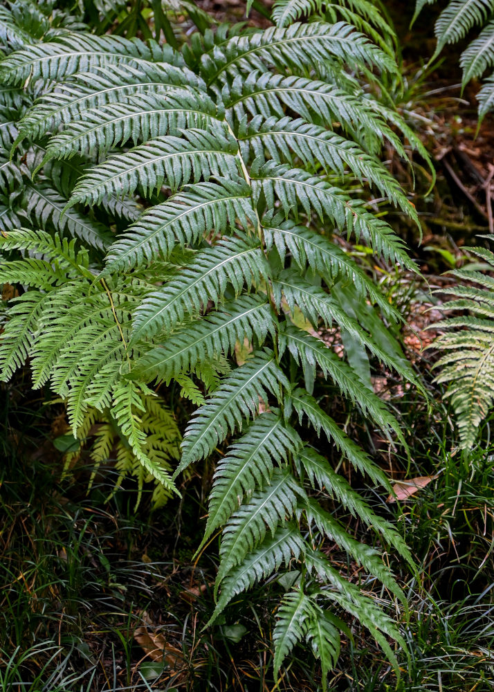 Image of Woodwardia radicans specimen.