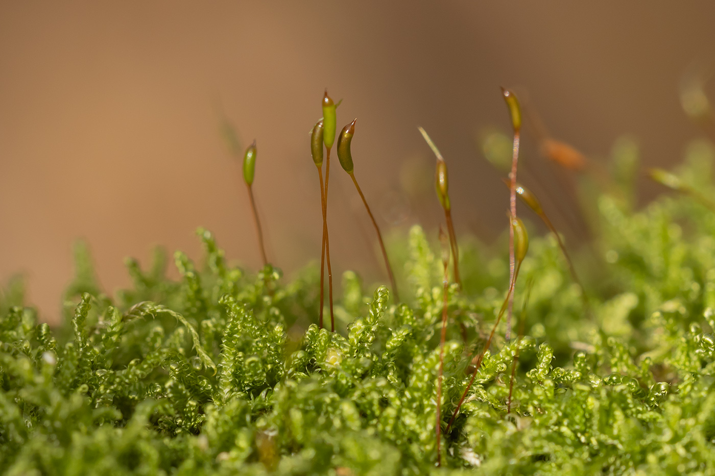 Image of Hypnum cupressiforme specimen.