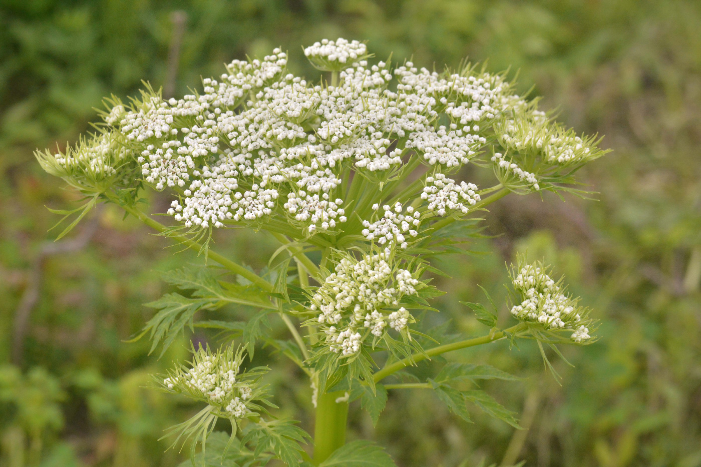 Изображение особи Pleurospermum uralense.