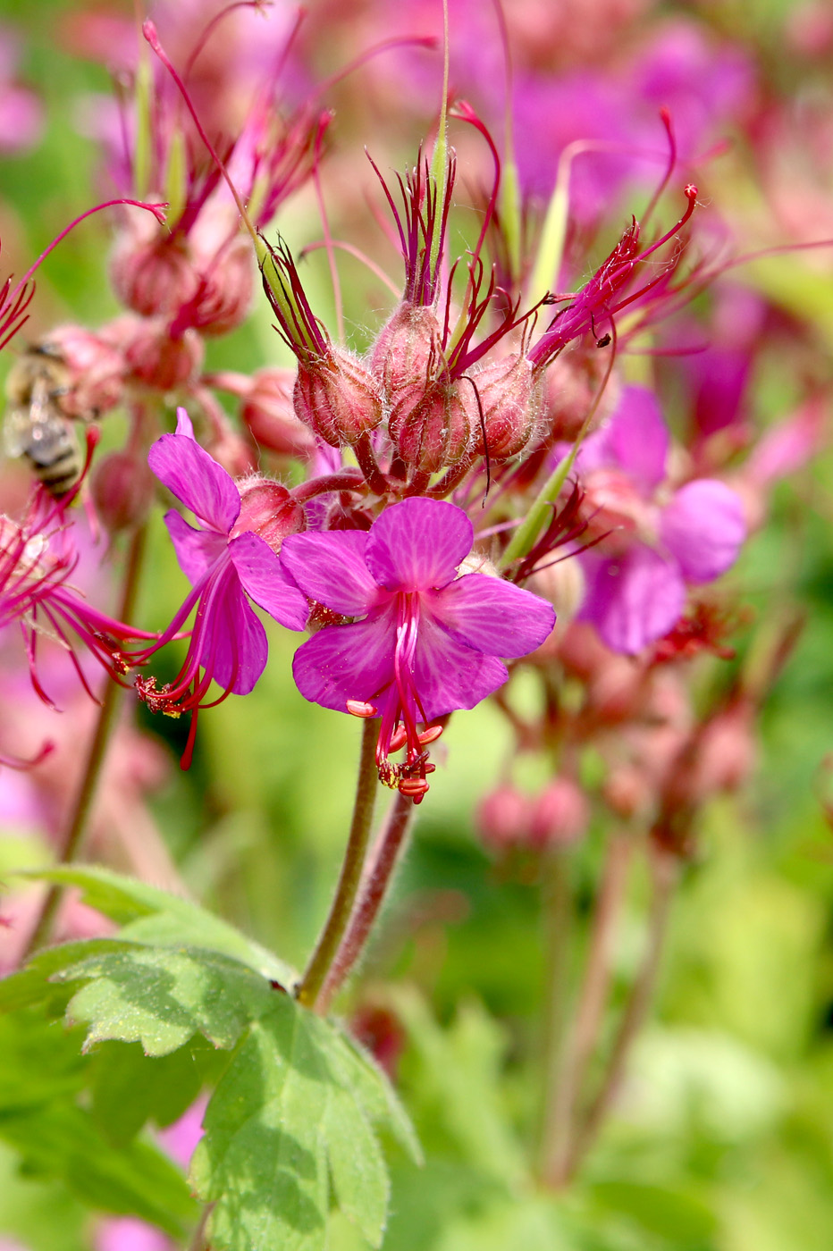 Image of Geranium macrorrhizum specimen.