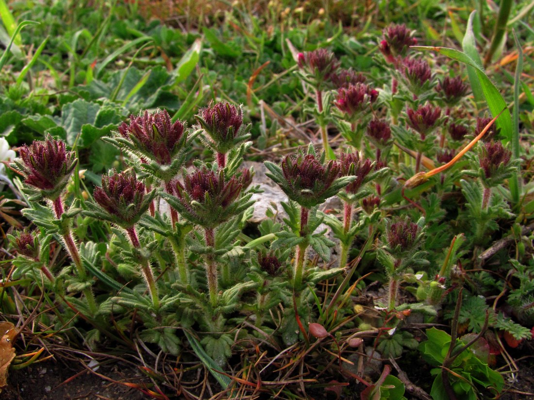 Изображение особи Parentucellia latifolia.