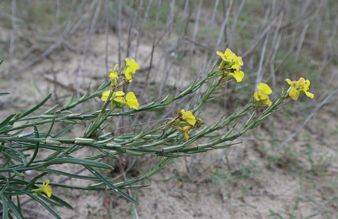 Image of genus Syrenia specimen.