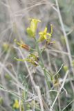 Смотреть изображение Sisymbrium isfarense