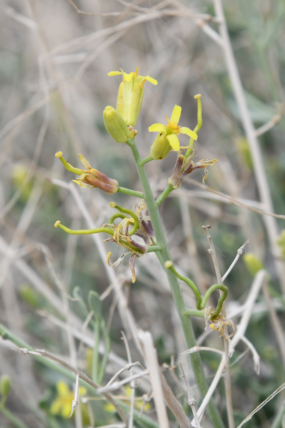 Изображение особи Sisymbrium isfarense.
