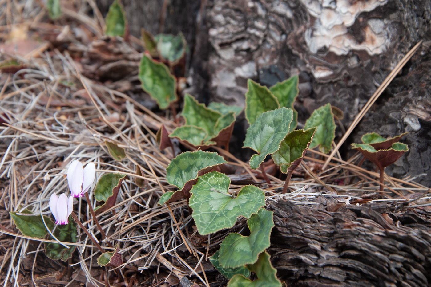 Изображение особи Cyclamen graecum ssp. anatolicum.