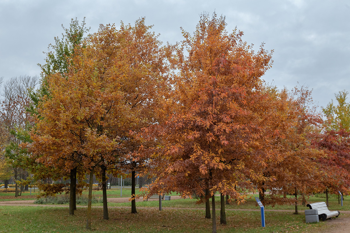 Image of Quercus rubra specimen.