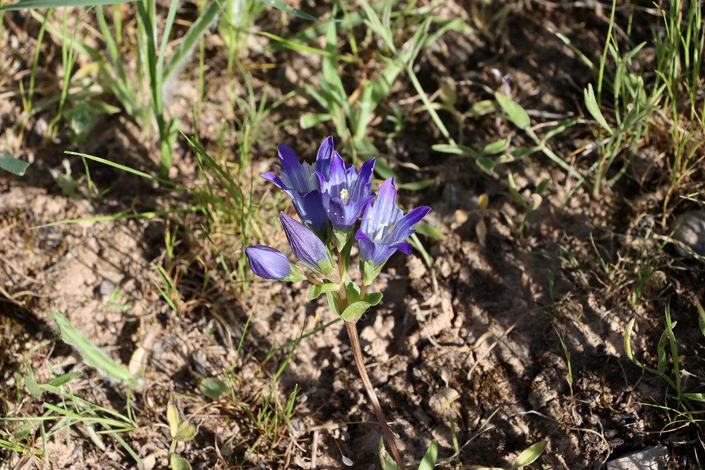 Image of Gentiana olivieri specimen.
