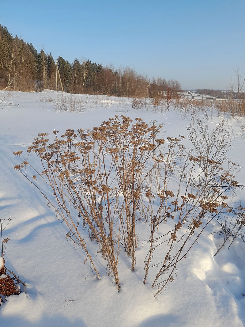 Изображение особи род Achillea.