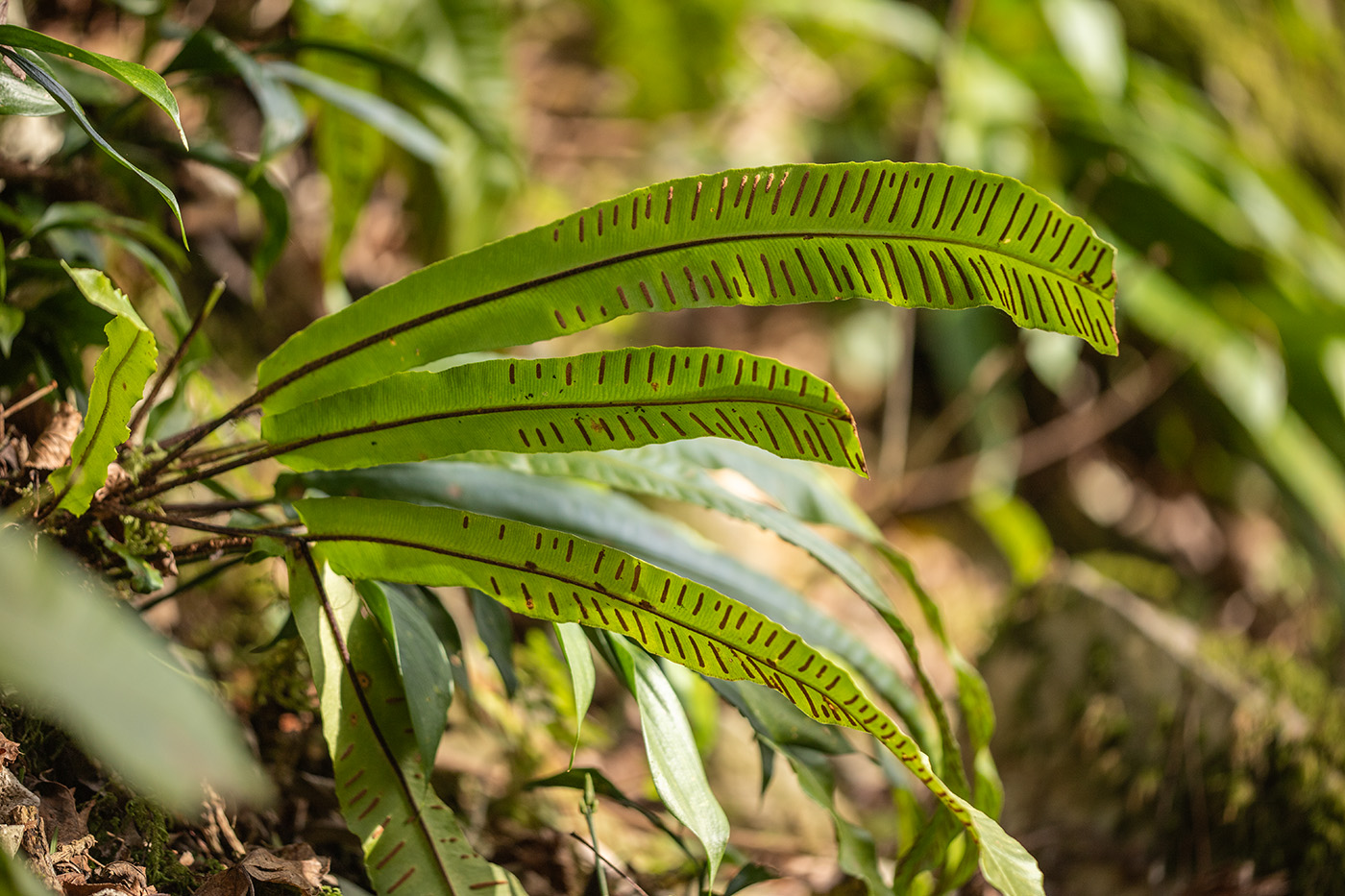 Image of Phyllitis scolopendrium specimen.