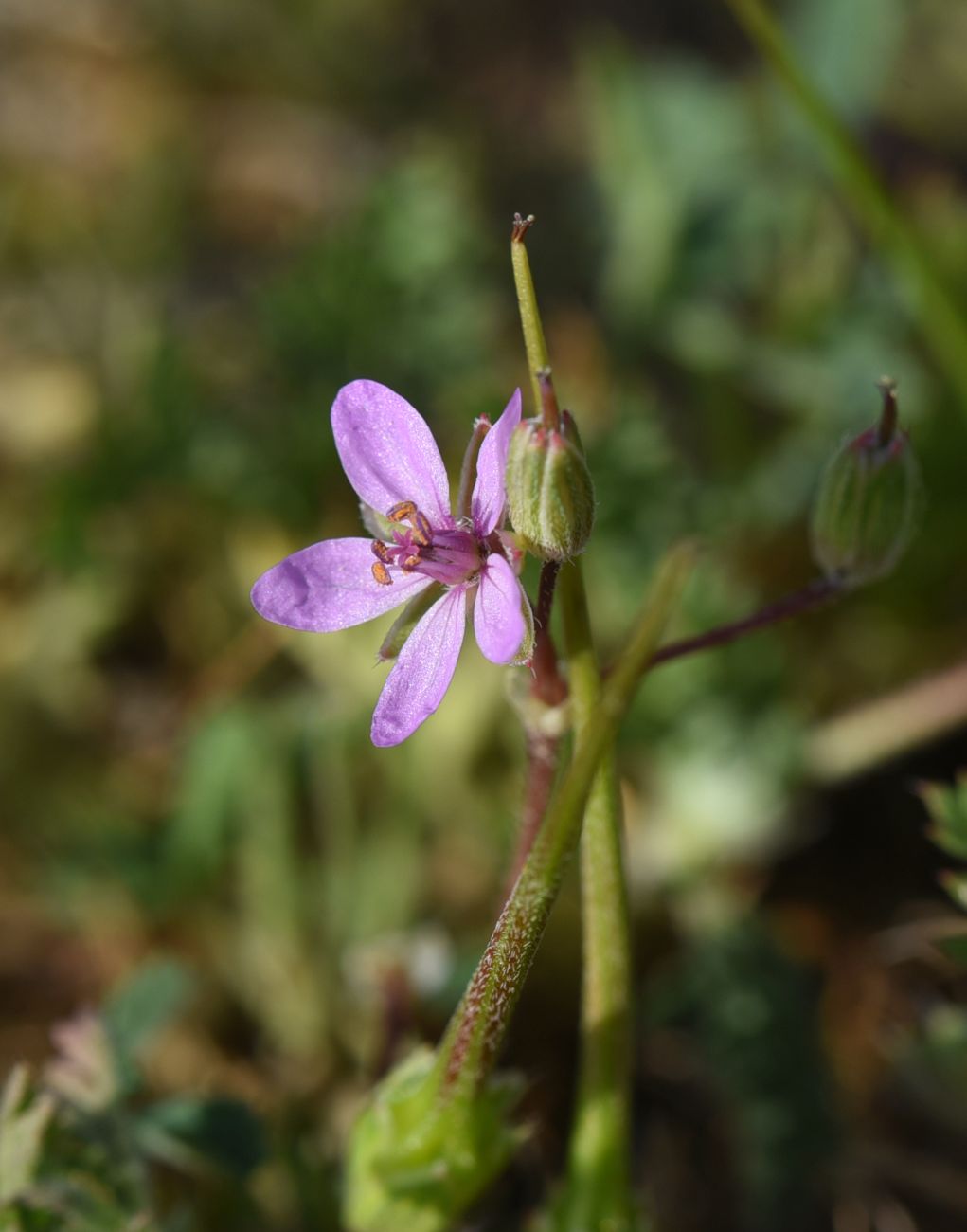 Изображение особи род Erodium.