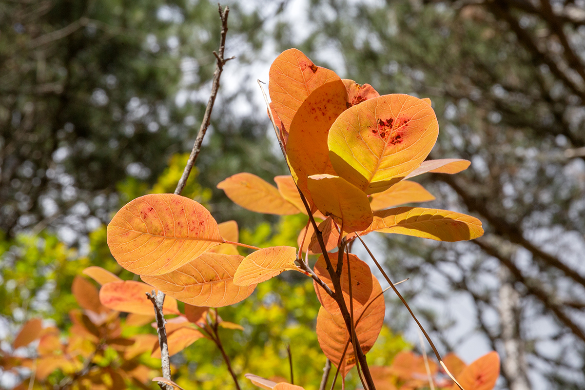 Image of Cotinus coggygria specimen.