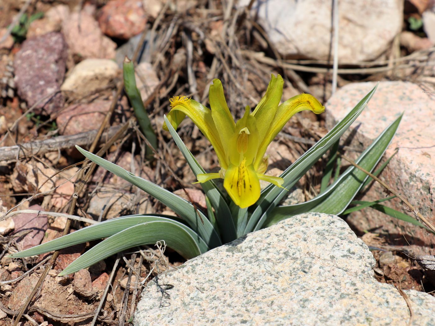 Image of Juno tubergeniana specimen.