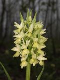 Dactylorhiza подвид georgica