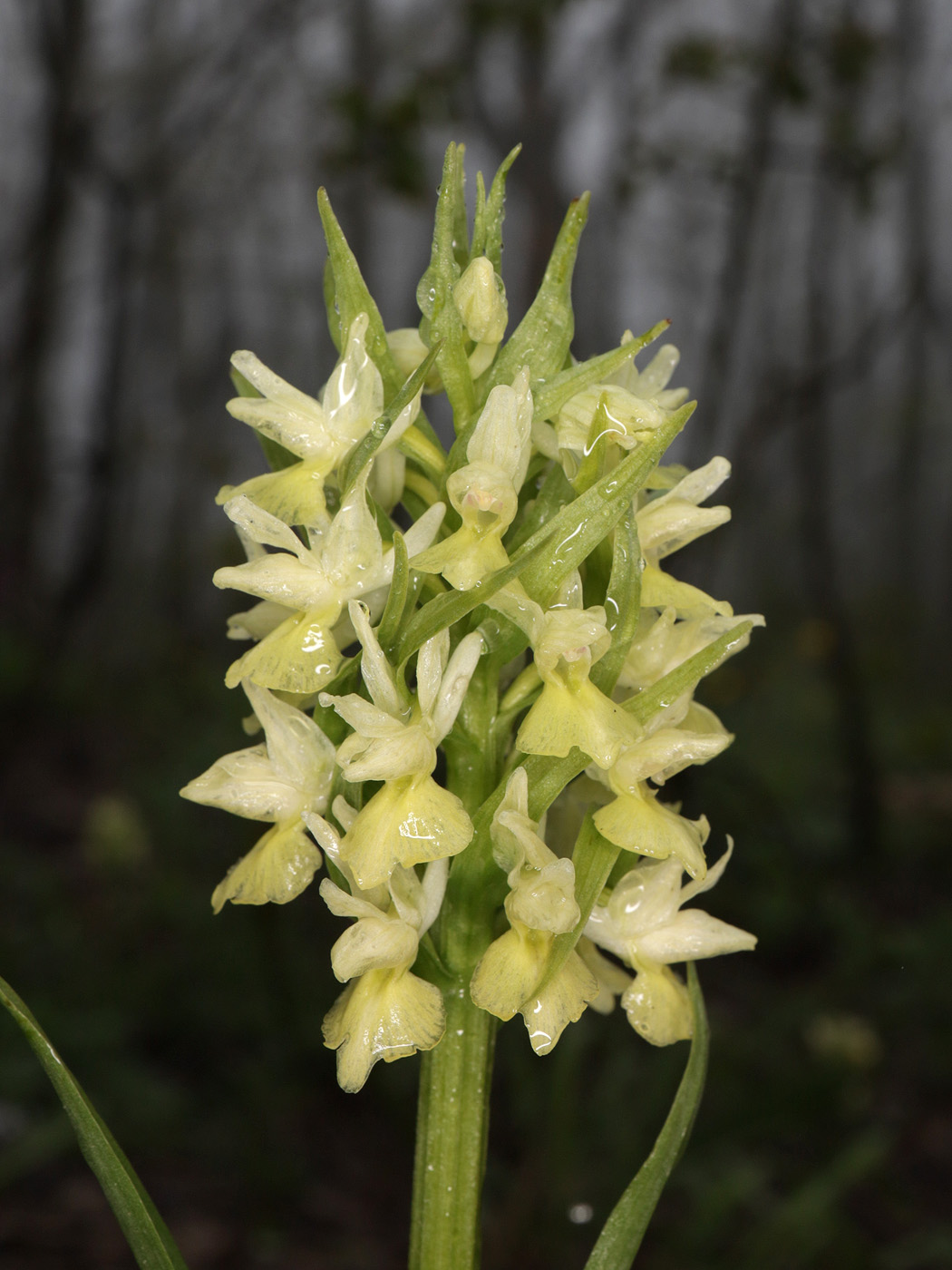 Image of Dactylorhiza romana ssp. georgica specimen.